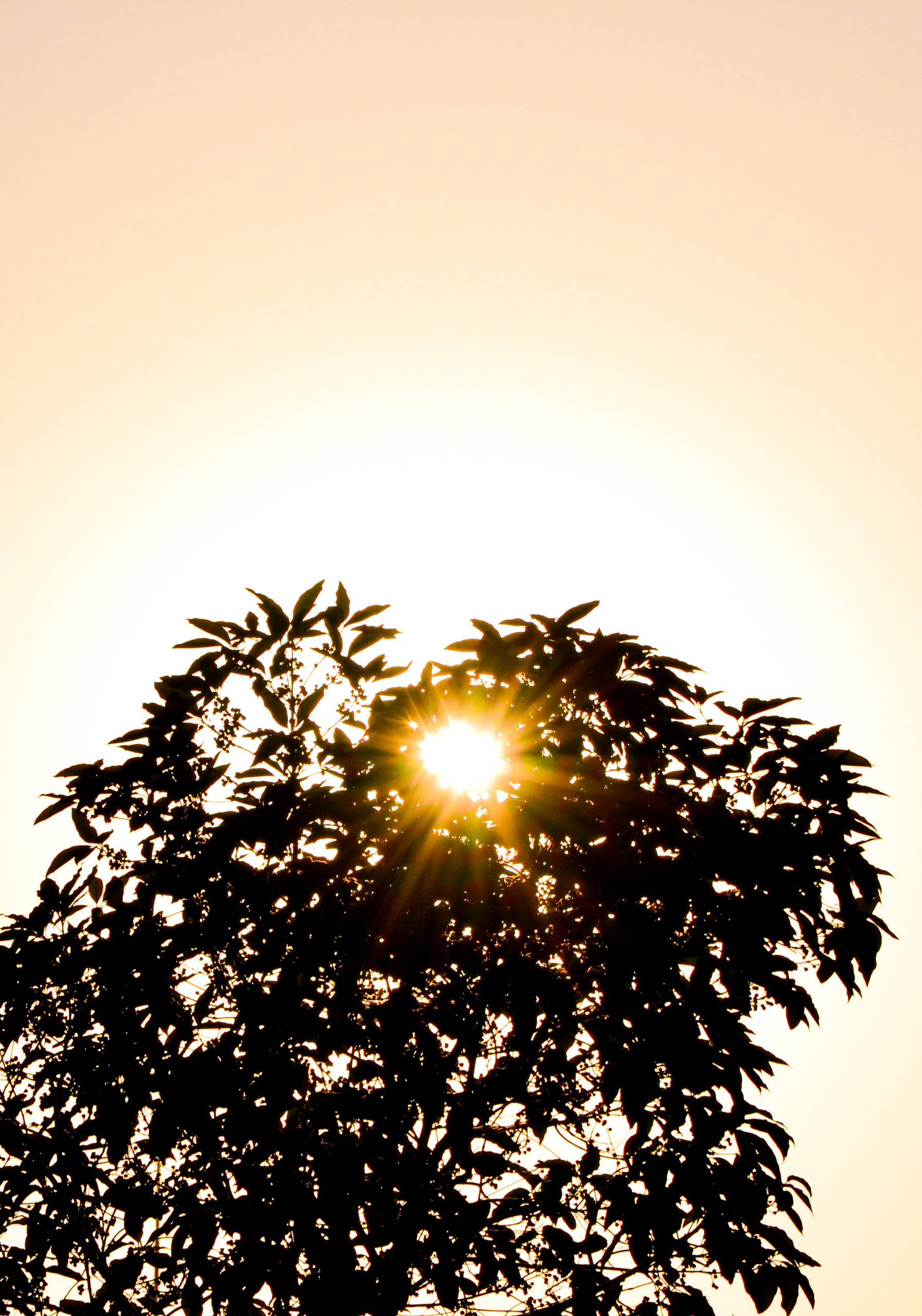 Plant-1