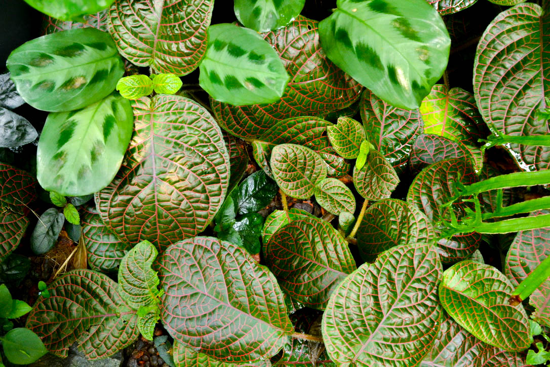 Plants