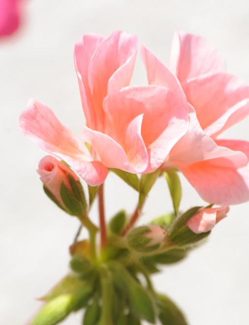 Blume